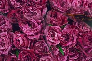 ROSE CRAZY EYE KENIA 50